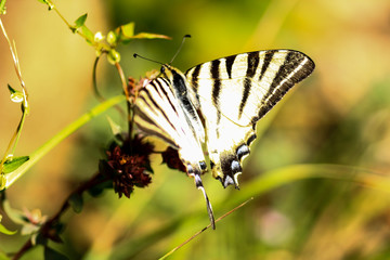 Iphiclides podalirius