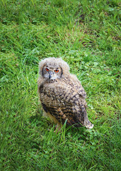 Owl with red eyes in the grass.
