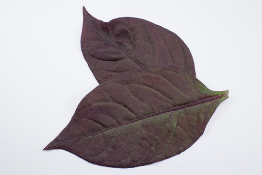 Red leaf of Red Ivy or Red flame ivy or Hemigraphis alternata