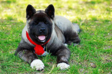 Dog breed American Akita