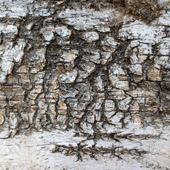 Rustic bark tree