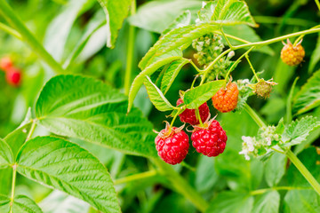 Ripe raspberries on a bush in nature