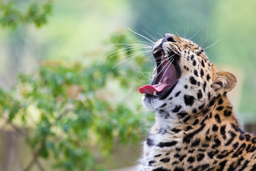 Yawning leopard