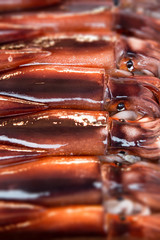 Squid abstract background