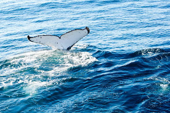 Humpback Whale diving - showing white underside of tail