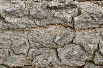 Bark of tree texture. Nature wood background.