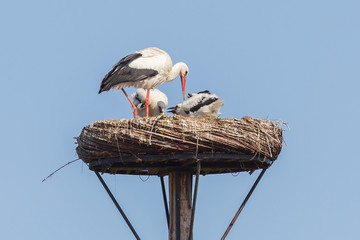 White stork sitting on a nest
