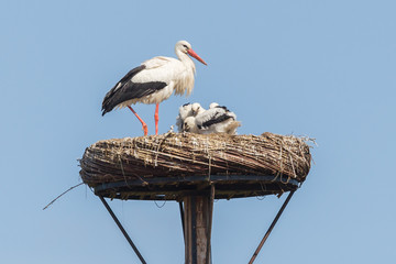 White stork sitting on a nest