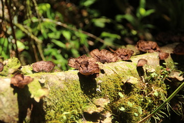 Champignons costa ricains