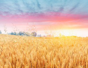 Obraz premium Ripe wheat field landscape at sunset