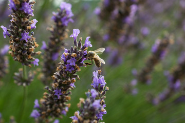 Lavender flowers with a flying bee in Provence.