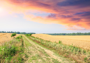 Fototapeta na wymiar A country road at sunset in the wheat fields