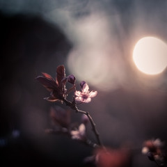 Cherry blossom sunset - 163741929