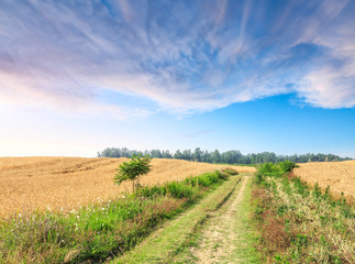 A country road at sunset in the wheat fields