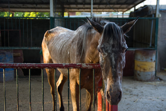 Hungry,thin and sick horse, suffering of animals