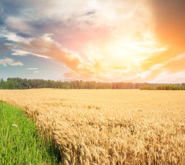 Ripe wheat field landscape at sunset