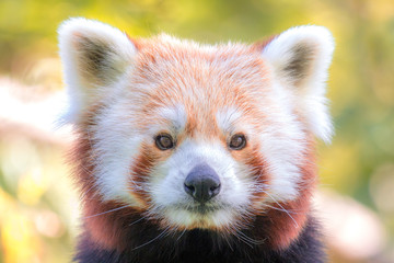 Portrait of red panda in detail with a view into the camera.