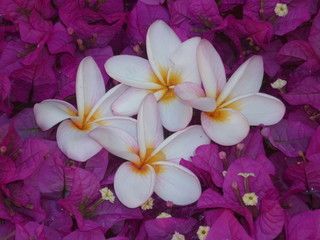 fleur de frangipanier et bougainvillié