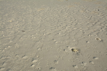 Fototapeta na wymiar Bird footprints on the beach.