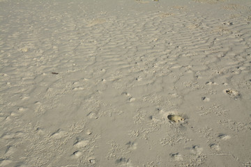 Bird footprints on the beach.