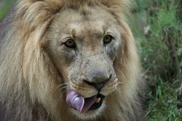 Male African Lion