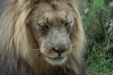 Male African Lion