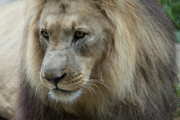 Male African Lion