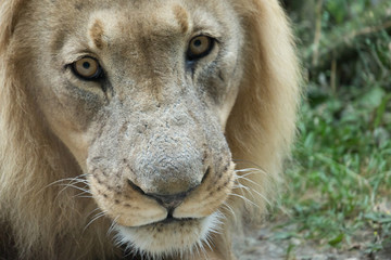 Male African Lion