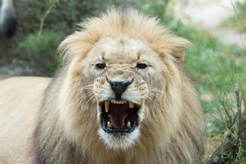 Male African Lion
