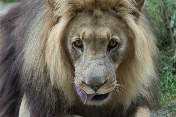 Male African Lion