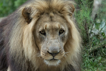 Naklejka na ściany i meble Male African Lion