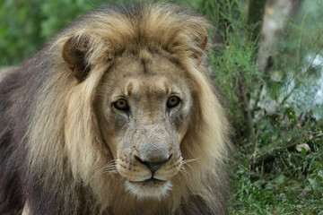 Male African Lion