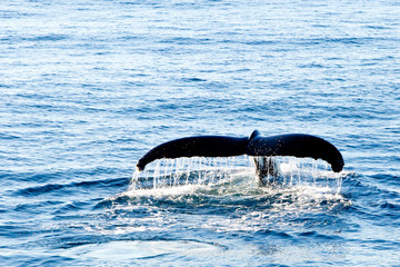 Naklejka premium Humpback Whale diving - showing water streaming over tail