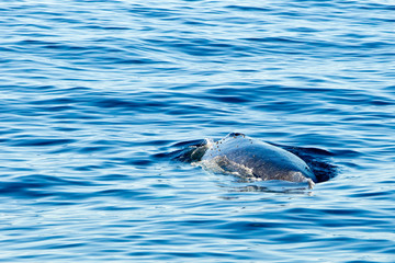 Fototapeta premium Humpback Whale surfacing and spraying water through blowhole