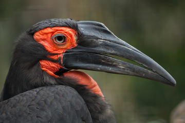 Southern ground hornbill (Bucorvus leadbeateri) © Vladimir Wrangel