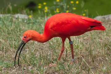 Scarlet ibis (Eudocimus ruber)