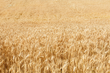 Field of wheat and sun