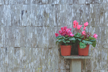 Fototapeta na wymiar flower in a jardiniere stand on the wood shelf