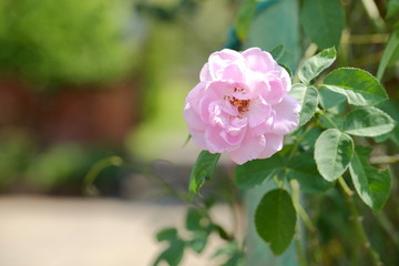 soft pink rose Blooming in garden.