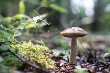 boletus mushroom drop of water