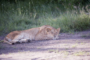 Lioness sleeping in afternoon sun on rock, with head on paws and back feet showing pads. Masai Mara, Kenya, Africa
