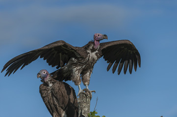 Pair of Lappet-Faced Vulture, ( Torgos tracheliotus ), sitting high on tree stump, one preparing to fly off, with blue sky in background, Masai Mara, Kenya, Africa