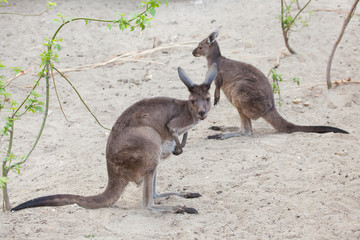 Western grey kangaroo (Macropus fuliginosus melanops) © Vladimir Wrangel