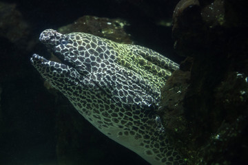 Laced moray (Gymnothorax favagineus)