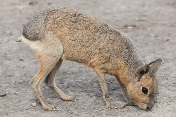 Patagonian mara (Dolichotis patagonum)