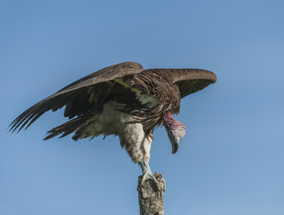 Single Lappet-Faced Vulture, ( Torgos tracheliotus ), sitting high on tree stump, looking down in preparation to fly, with blue sky in background, Masai Mara, Kenya, Africa