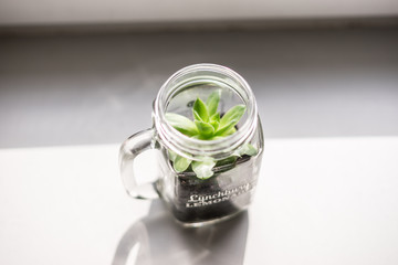 Plant in a Stylish glass, living with Plants, health
