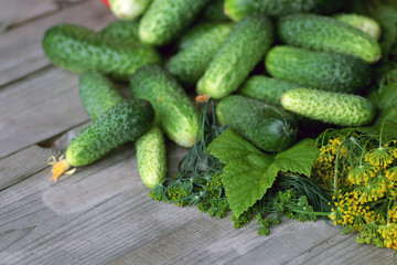 fresh crop of cucumbers