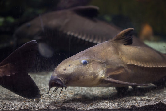 Ripsaw catfish (Oxydoras niger)