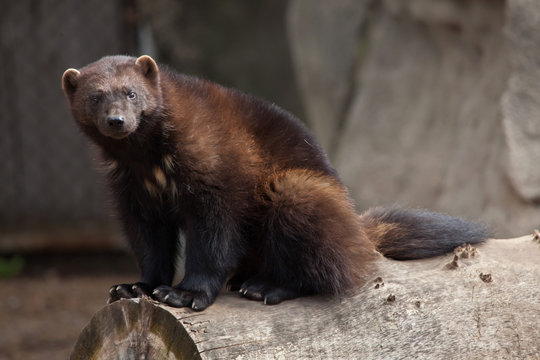 Wolverine (Gulo gulo)